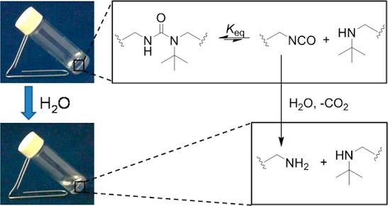 Bulky substituents change polyureas from being highly stable to readily degradable.